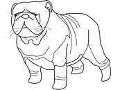 coloriage chien bulldog